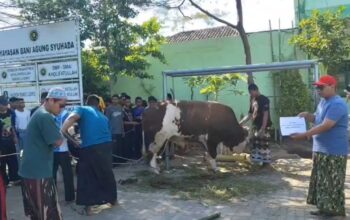 Tradisi Keluarga Jokowi Berlanjut, Ponpes Singo Ludiro Terima Sapi Kurban Jumbo 800 Kg