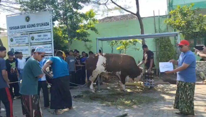 Tradisi Keluarga Jokowi Berlanjut, Ponpes Singo Ludiro Terima Sapi Kurban Jumbo 800 Kg