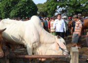 Bupati Arief Sidak Pasar Pon Jelang Iduladha, Ada Apa ?