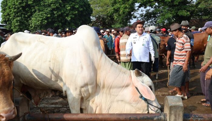 Bupati Arief Sidak Pasar Pon Jelang Iduladha, Ada Apa ?