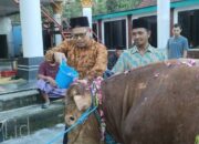 Tradisi Unik Warga Lereng Merapi Boyolali, Sapi Kurban Dimandikan Air Bunga 7 Rupa Jelang Iduladha