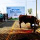 PLN UP3 Grobogan Bagikan Daging Kurban untuk Warga dan Panti Asuhan pada Iduladha 1447 H