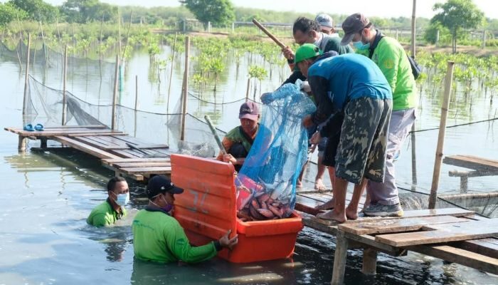 BRIDA Surabaya Dorong Silvofishery, Gabungkan Mangrove dan Tambak untuk Tingkatkan Ekonomi Pesisir