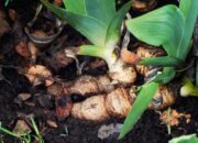 Manfaat Kencur untuk Kesehatan, Bisa Diolah Jadi Minuman Herbal yang Menyegarkan