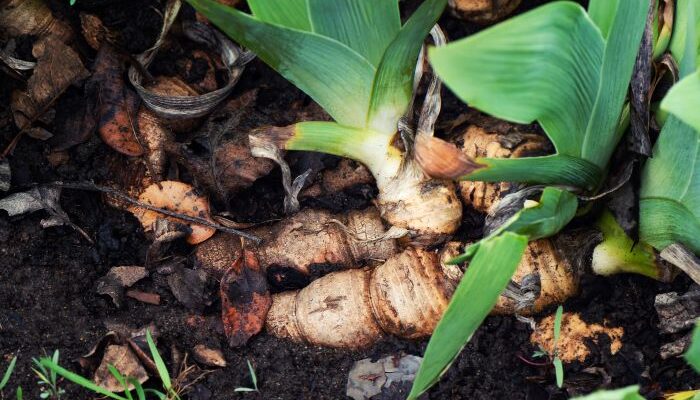 Manfaat Kencur untuk Kesehatan, Bisa Diolah Jadi Minuman Herbal yang Menyegarkan