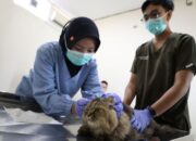 Sterilisasi Gratis Jadi Hadiah HJKS ke-733, Pemkot Surabaya Siapkan Kuota 100 Kucing Lokal