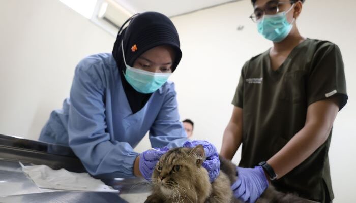 Sterilisasi Gratis Jadi Hadiah HJKS ke-733, Pemkot Surabaya Siapkan Kuota 100 Kucing Lokal
