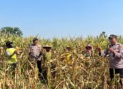 Polsek Pacet Dukung Ketahanan Pangan, Panen Jagung 6 Ton di Lahan Warga