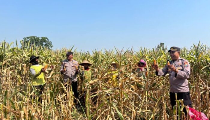 Polsek Pacet Dukung Ketahanan Pangan, Panen Jagung 6 Ton di Lahan Warga