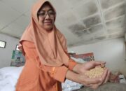 Rupiah Melemah, Harga Kedelai Impor dari Amerika Melambung