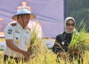 Panen Padi M70, Wabup Blora Dorong Rutan Produksi Beras Organik Tembus Pasar Jakarta