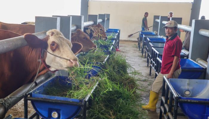 RPH Tambak Osowilangun Mulai Beroperasi, Distribusi Daging Surabaya Tetap Stabil