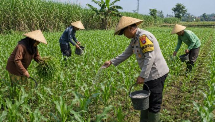 Bhabinkamtibmas Jadi Penggerak Ketahanan Pangan, Dampingi Petani Jagung di Kota Malang