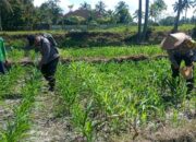 Polres Lumajang Turunkan Personel Ketahanan Pangan, Dampingi Petani Jagung di Candipuro