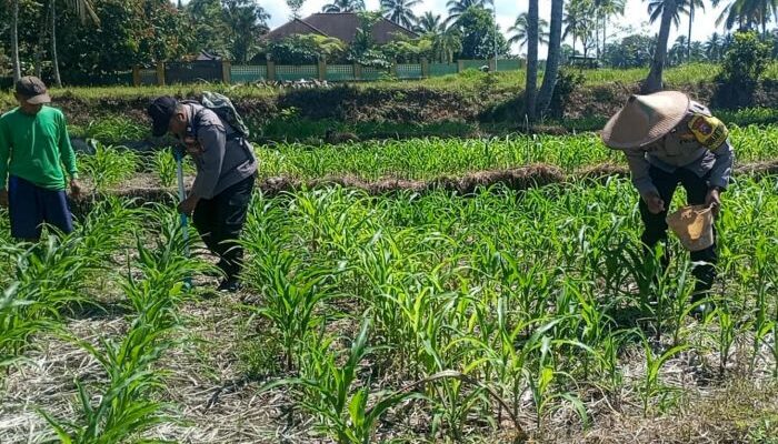 Polres Lumajang Turunkan Personel Ketahanan Pangan, Dampingi Petani Jagung di Candipuro
