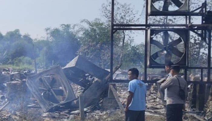 Kandang Ayam Berkapasitas 20 Ribu Ekor di Grobogan Ludes Terbakar, Kerugian Capai Rp1,5 Miliar