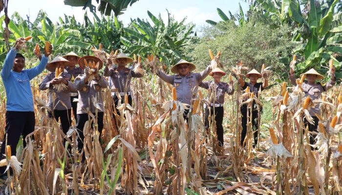Dukung Asta Cita Presiden, Polres Pelabuhan Tanjung Perak Panen 815 Kg Jagung Pipil di Kenjeran