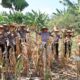 Dukung Asta Cita Presiden, Polres Pelabuhan Tanjung Perak Panen 815 Kg Jagung Pipil di Kenjeran