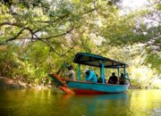 Kebun Raya Mangrove Surabaya Jadi Habitat Kucing Bakau dan 35 Jenis Burung, Ekosistem Masih Terjaga