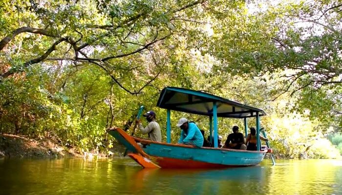 Kebun Raya Mangrove Surabaya Jadi Habitat Kucing Bakau dan 35 Jenis Burung, Ekosistem Masih Terjaga