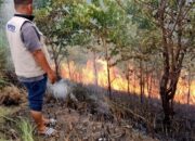 Karhutla Terjadi di Lhokseumawe, Api Berhasil Dipadamkan Tanpa Korban Jiwa