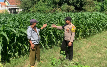 Personil Unit Binmas Polsek Kademangan berbincang dengan petani saat menyambangi kebun jagung di Kelurahan Kademangan, Probolinggo, Jumat (17/7/2026)