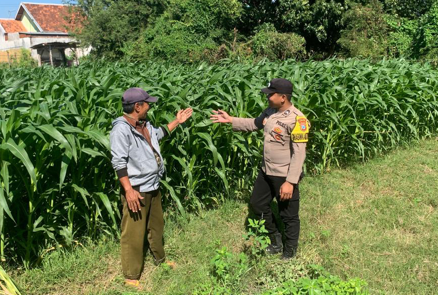Personil Unit Binmas Polsek Kademangan berbincang dengan petani saat menyambangi kebun jagung di Kelurahan Kademangan, Probolinggo, Jumat (17/7/2026)