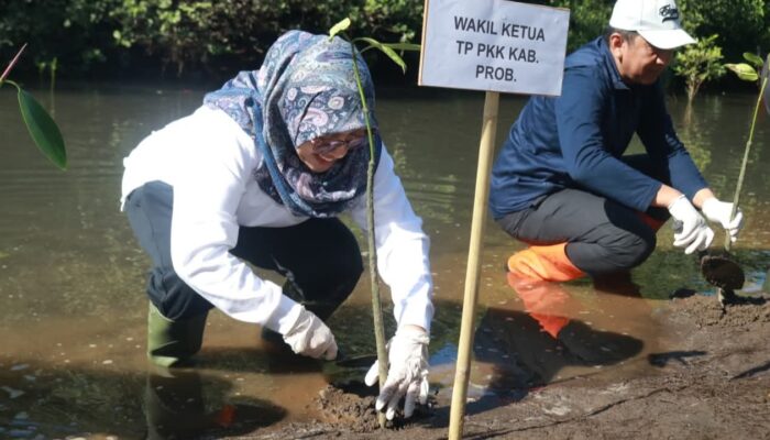 DLH Tanam 500 Mangrove di Pantai Duta