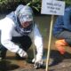 DLH Tanam 500 Mangrove di Pantai Duta