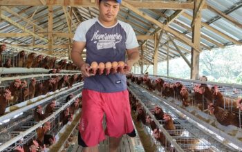 Harga Telur di Sragen Anjlok ke Rp19 Ribu: Peternak Tertekan, UMKM Diuntungkan