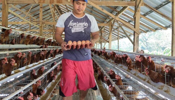 Harga Telur di Sragen Anjlok ke Rp19 Ribu: Peternak Tertekan, UMKM Diuntungkan