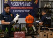 Polda Maluku Selidiki Dugaan Kepemilikan Ilegal 57 Burung Dilindungi di Ambon