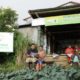 Berawal dari Rumah Koran, Desa Sejahtera Astra Kanreapia Tumbuh Jadi Sentra Sayuran dan Pusat Literasi