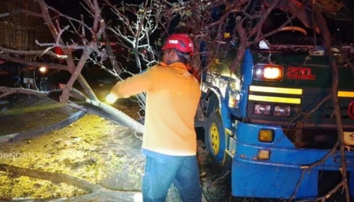 Pohon Tumbang Hambat Jalur Kertosono–Nganjuk, BPBD Gercep Evakuasi