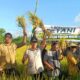 Plt Bupati Tulungagung Hadiri Upacara Adat Methik Pari di Kalidawir
