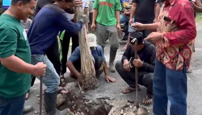 Protes Jalan Rusak, Warga Pacet Selatan Tanam Pohon Pisang
