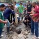 Protes Jalan Rusak, Warga Pacet Selatan Tanam Pohon Pisang