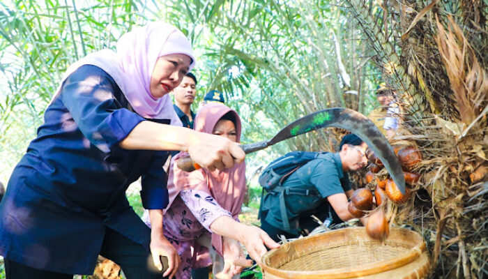 Strategi Gubernur Khofifah Genjot Hortikultura Jatim: Salak Madu Malang Jadi Komoditas Unggulan Baru