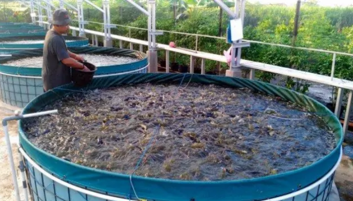 Panduan Budidaya Lele untuk Pemula, Cara Beternak Lele agar Cepat Panen dan Menguntungkan