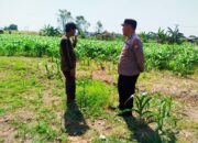 Dampingi Petani, Pantau Pertumbuhan Jagung