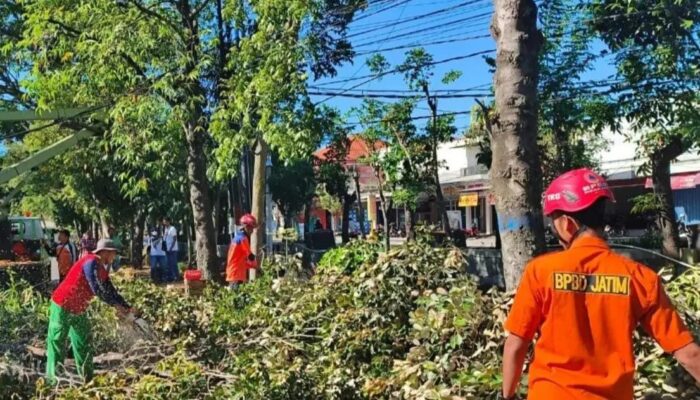 Musim Kemarau Rawan Angin Kencang, BPBD Nganjuk Imbau Warga Waspada