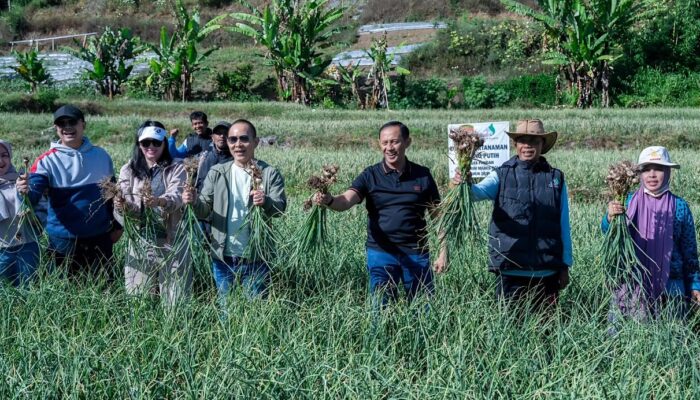 Satgas Pangan Polri Kembangkan 534 Hektare Bawang Putih di Sembalun, Perkuat Swasembada Pangan Nasional