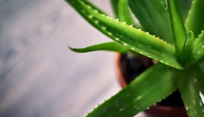 Manfaat Lidah Buaya untuk Kulit dan Rambut, Bahan Alami yang Kaya Khasiat