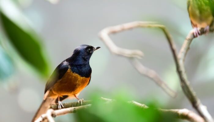 Cara Merawat Burung Murai Batu agar Sehat, Gacor, dan Rajin Berkicau