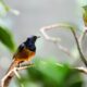 Cara Merawat Burung Murai Batu agar Sehat, Gacor, dan Rajin Berkicau