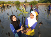 BRIDA Surabaya Targetkan 100 Jenis Mangrove