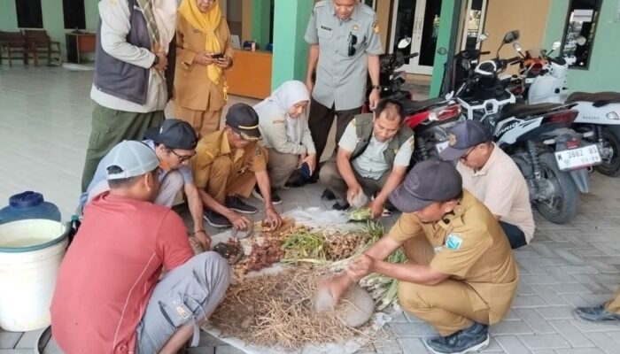 Petani Dilatih Kendalikan Penyakit
