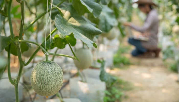 Tips Budidaya Melon untuk Pemula, Panduan Lengkap agar Panen Buah Manis dan Berkualitas