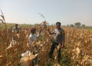 Persuasif, Polsek Wonoasih Sambangi Kebun Jagung