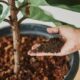 Cara Membuat Pupuk Organik Cair dari Limbah Rumah Tangga